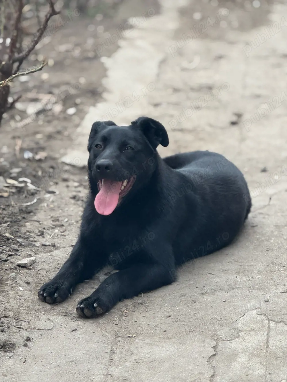 Labrador negru fetita 