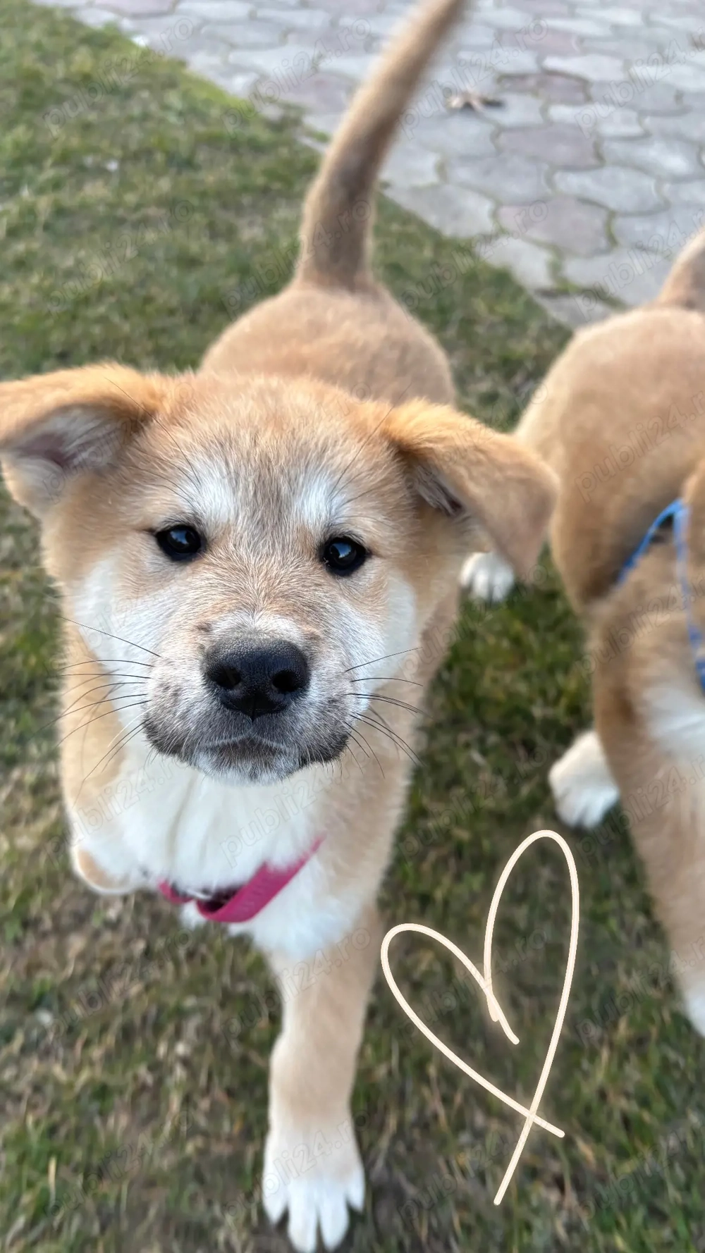 Akita inu japonez