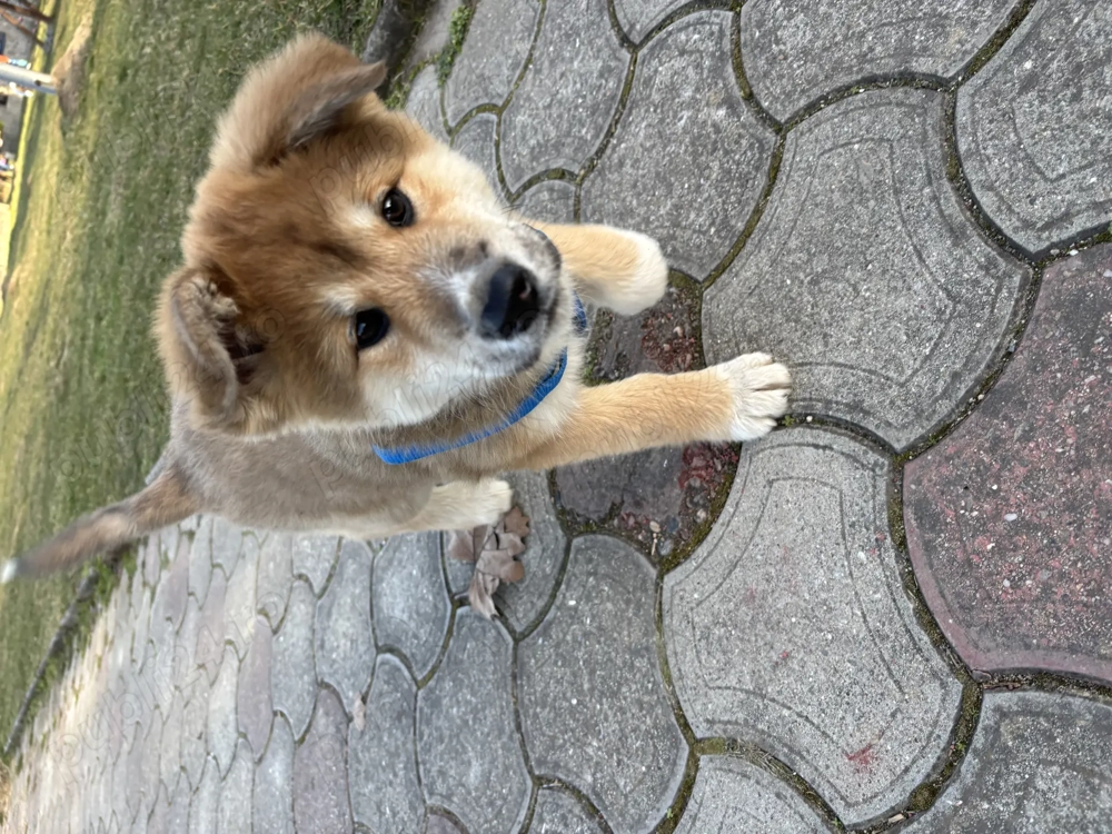 Akita inu japonez