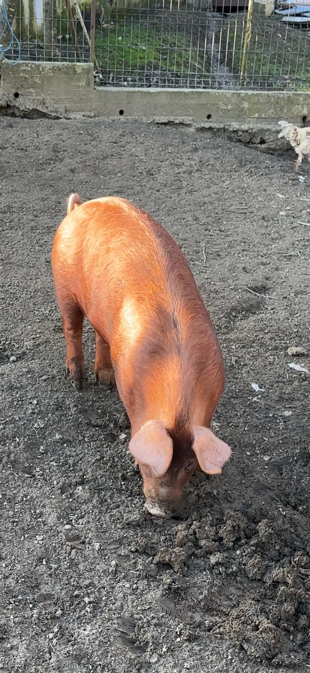 scrofita duroc apx90 kg