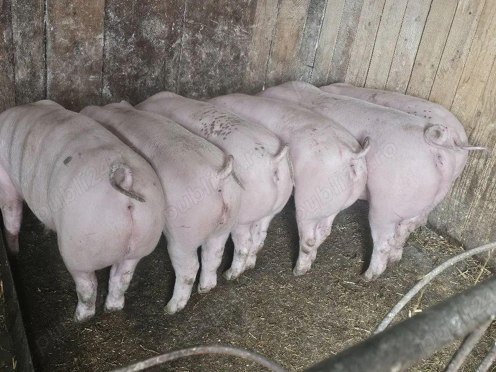 vând 6 soldani rasa de calitate de carne pic 60-70 kg mascul castrați 