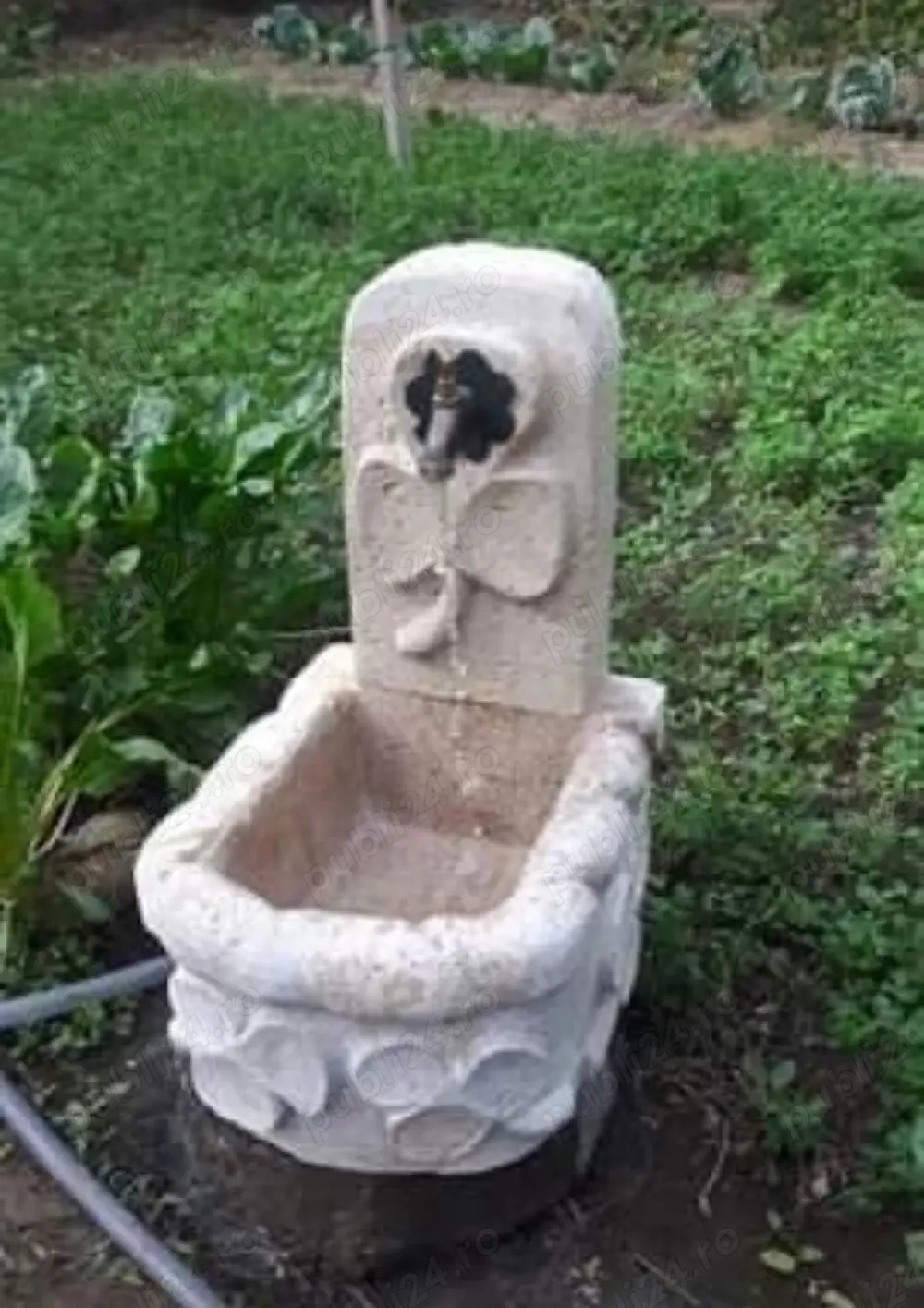 cismea de apa
