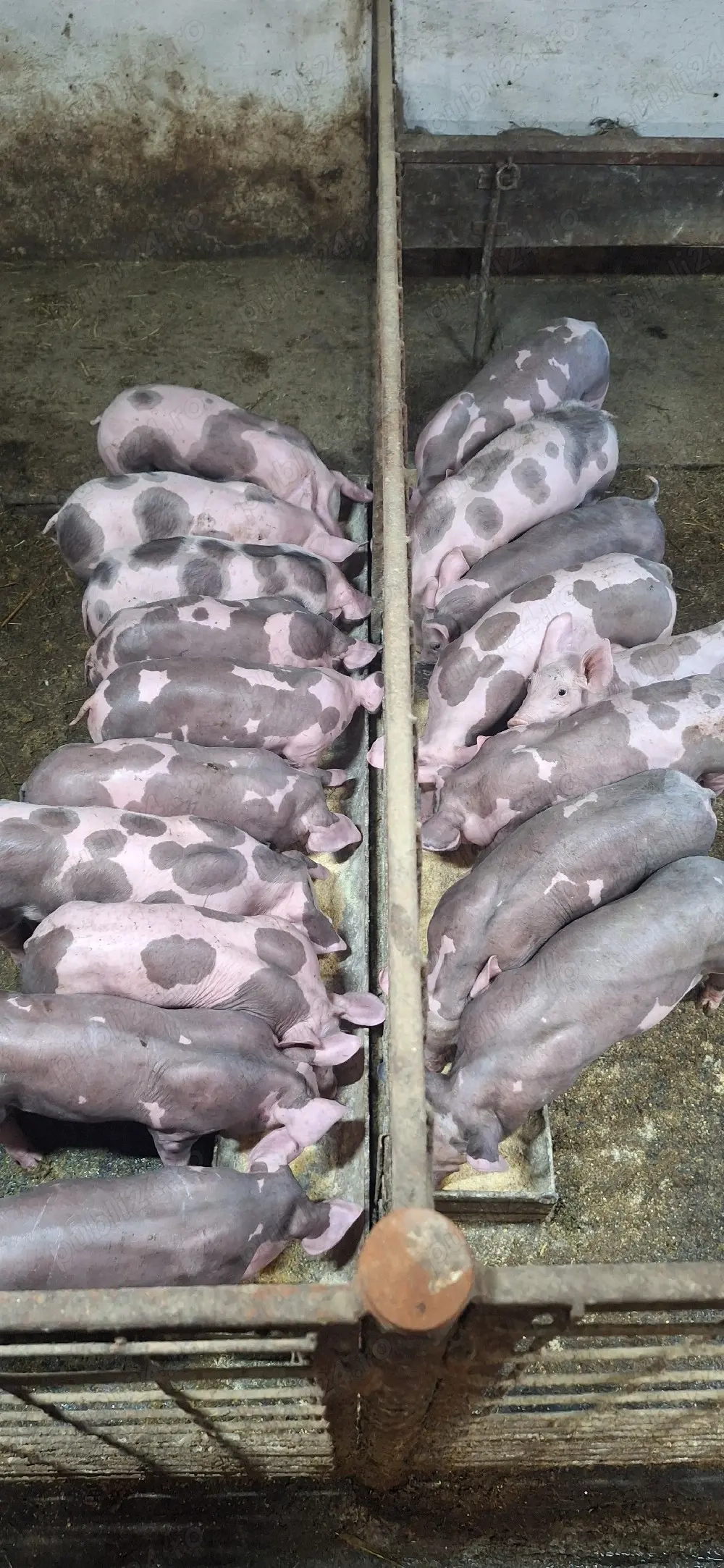 Purcei pietrean belgian 