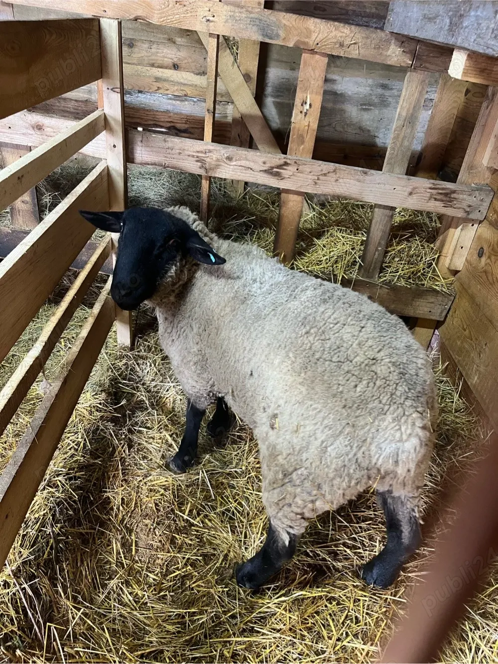 mieluta metis texel  berbec suffolk