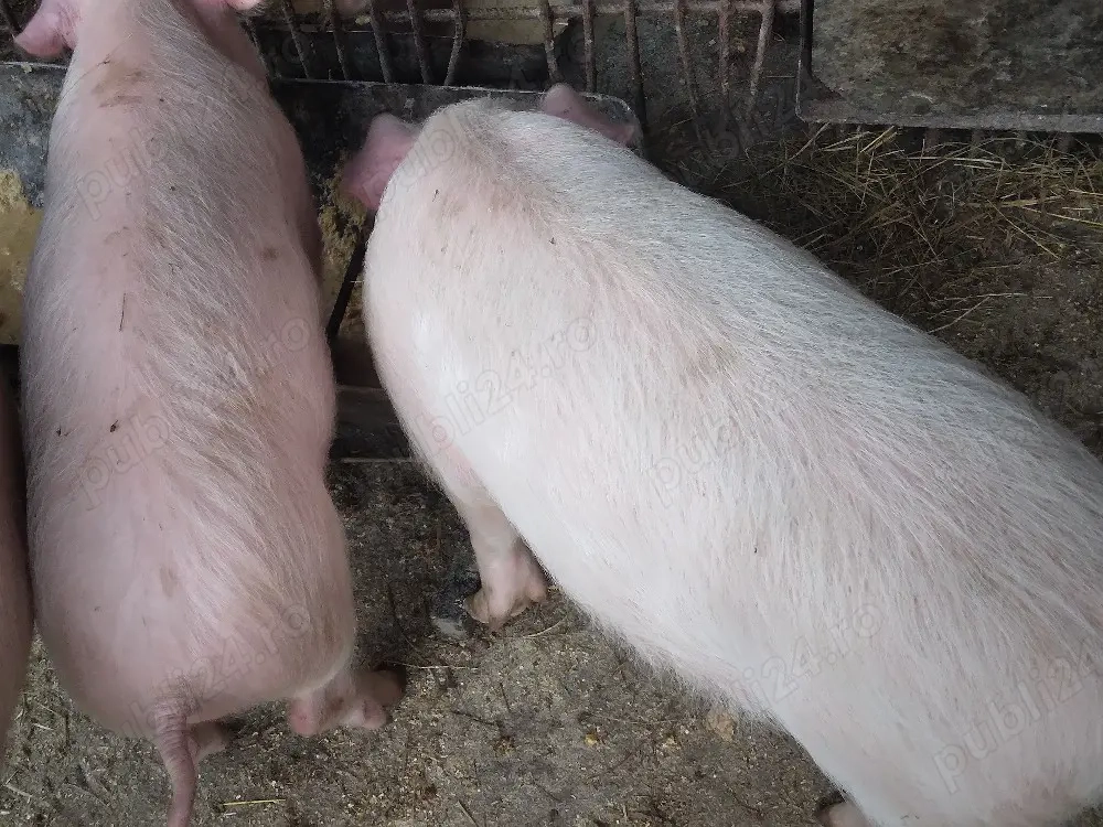 cauta alta casapurcel si purcica