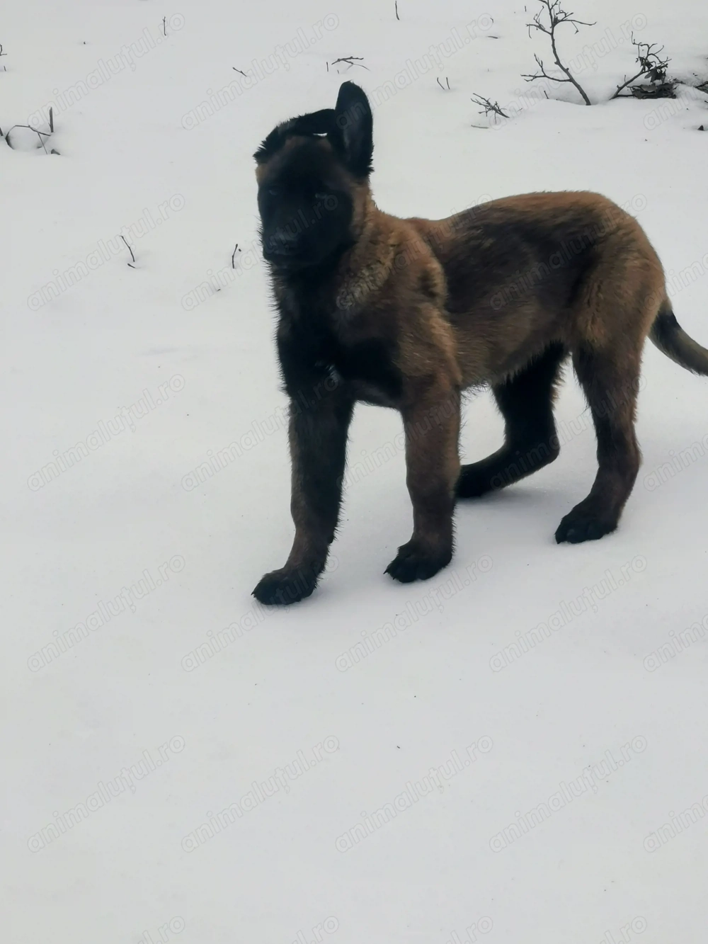 Ciobănesc belgian malinoise 
