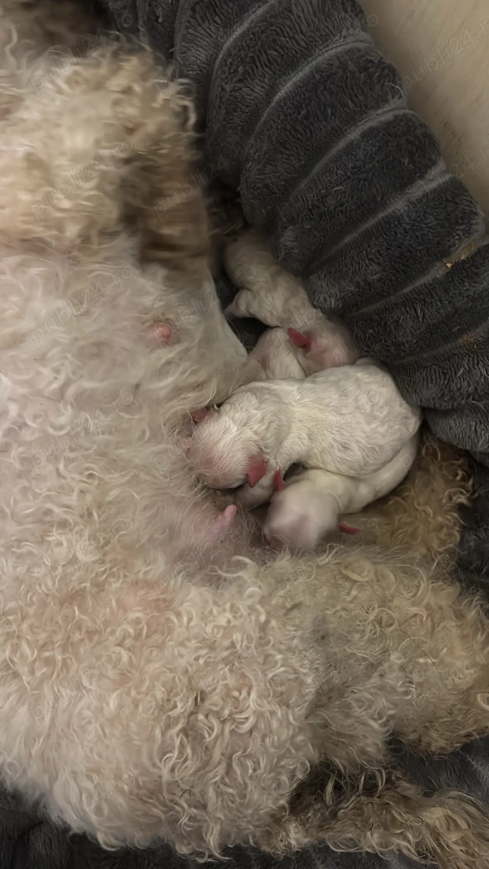 Cățeluș Bichon Frise pui 