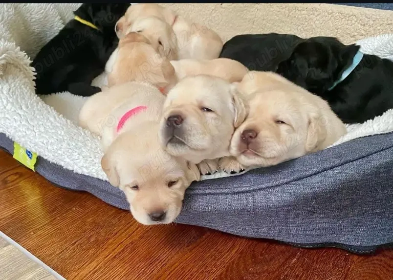 Pui de Labrador sănătoși 