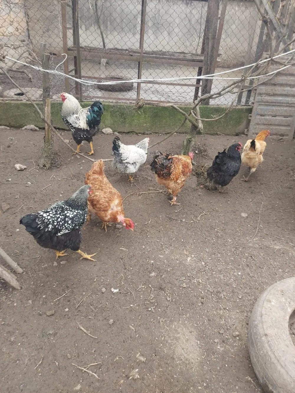 gaini si cocoși de vanzare  80 bucata      