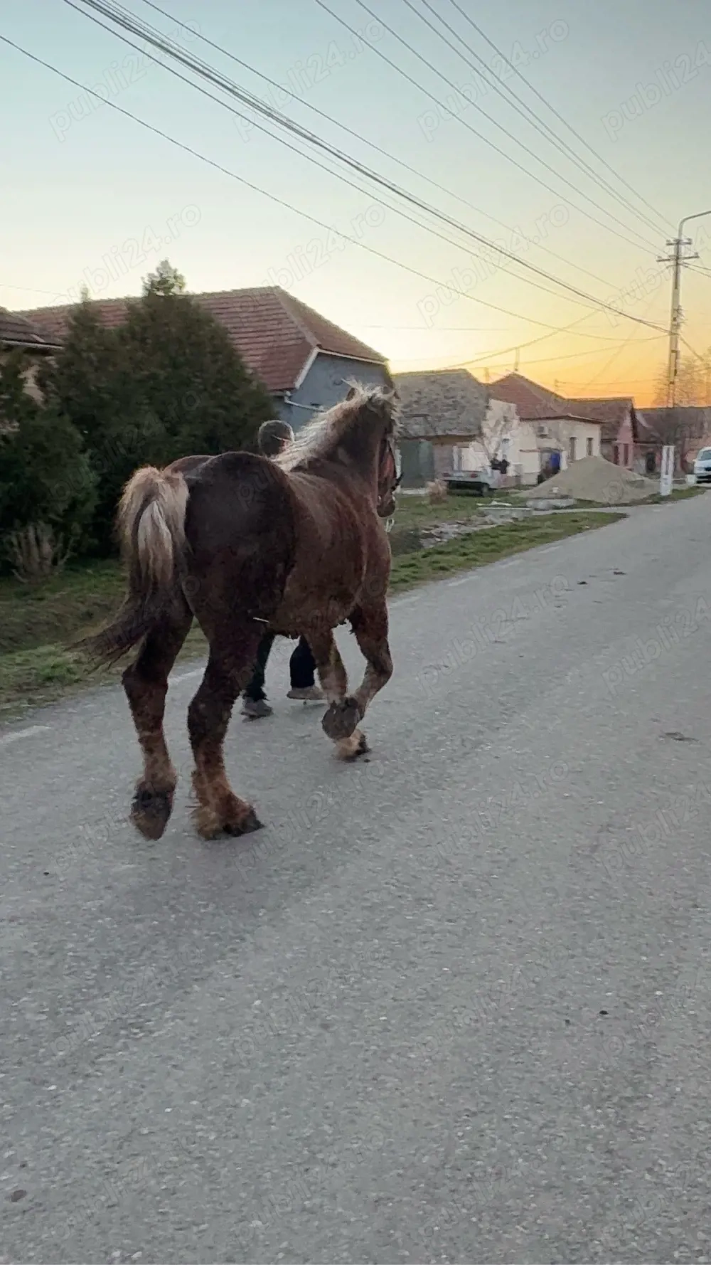 Vand manz sau schimb cu vaca 