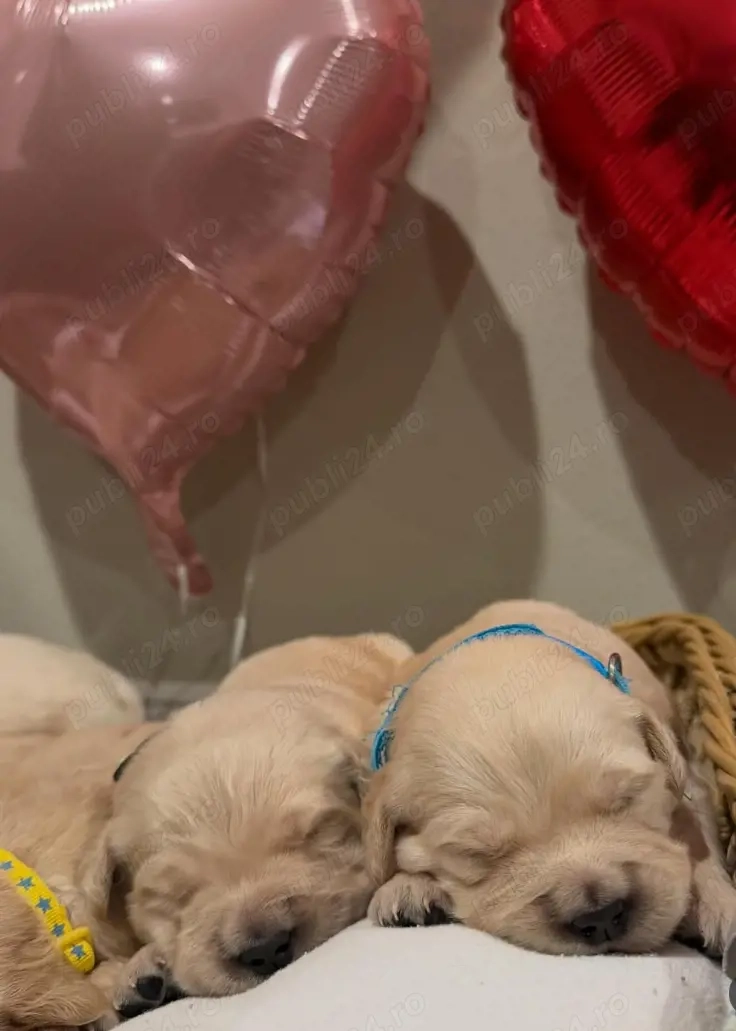 Pui de golden retriever drăguți și sănătoși 