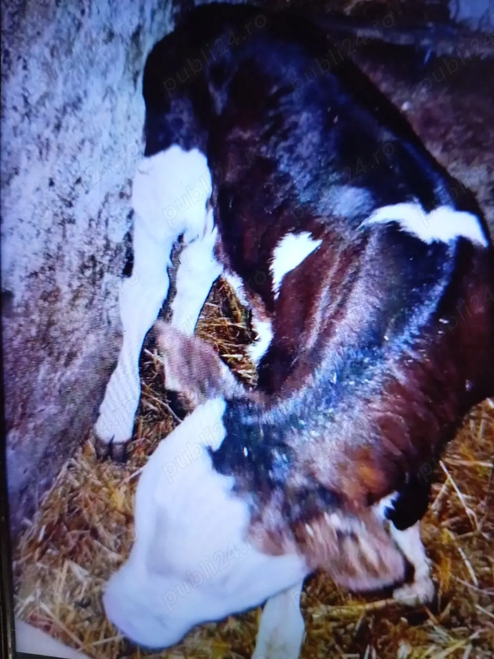 Vind vițel de rasă Bălțată românească 