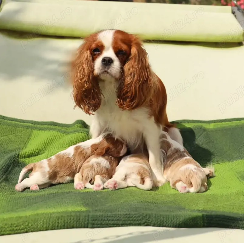 Pui frumoși de Cavalier King Charles