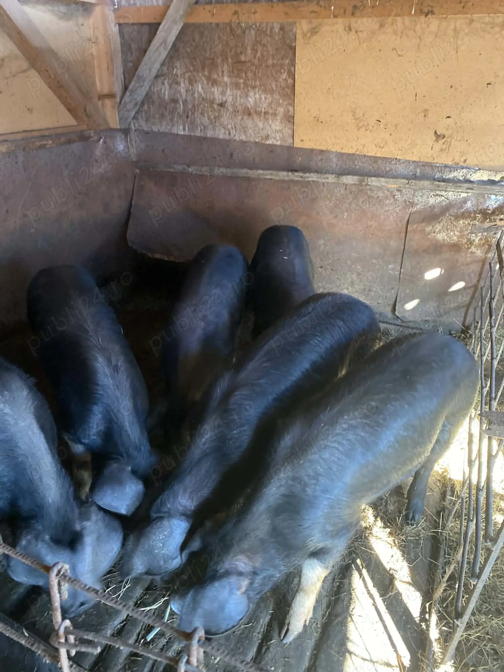 Vând porci, aproximativ 80 kg