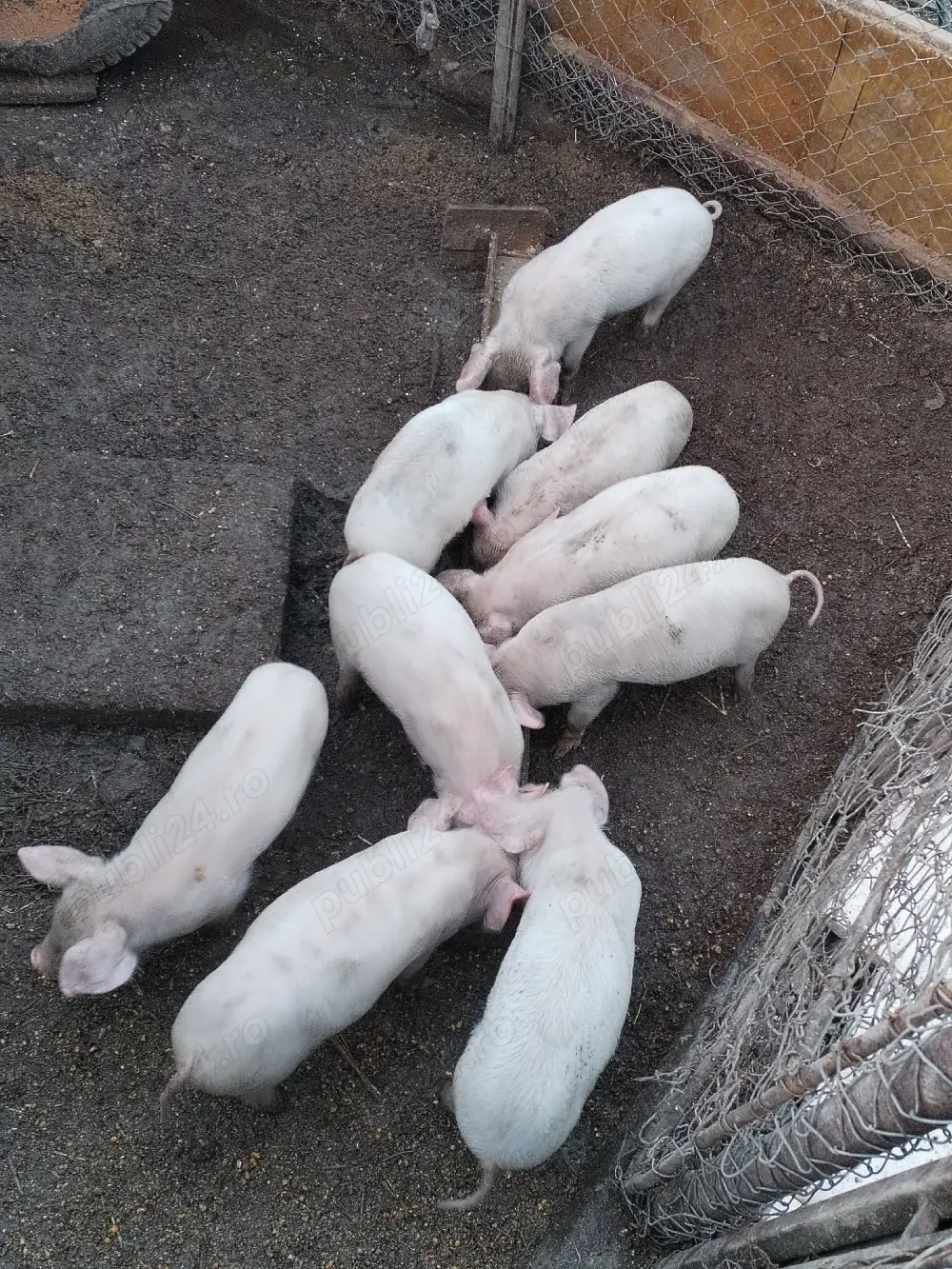 purcei de 6 săptămâni 