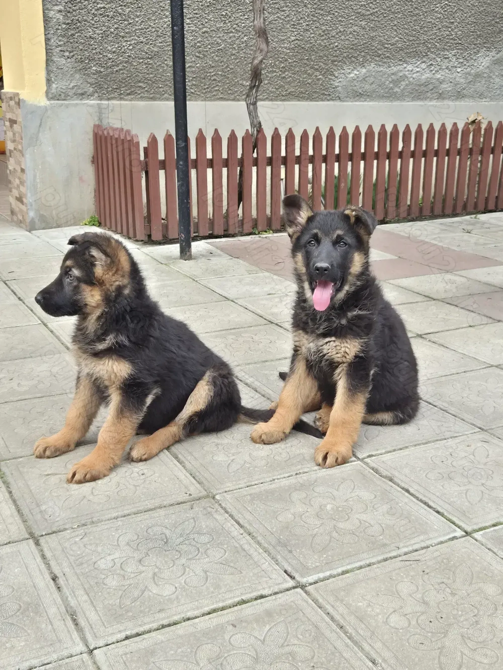 Cateluse ciobănesc german 