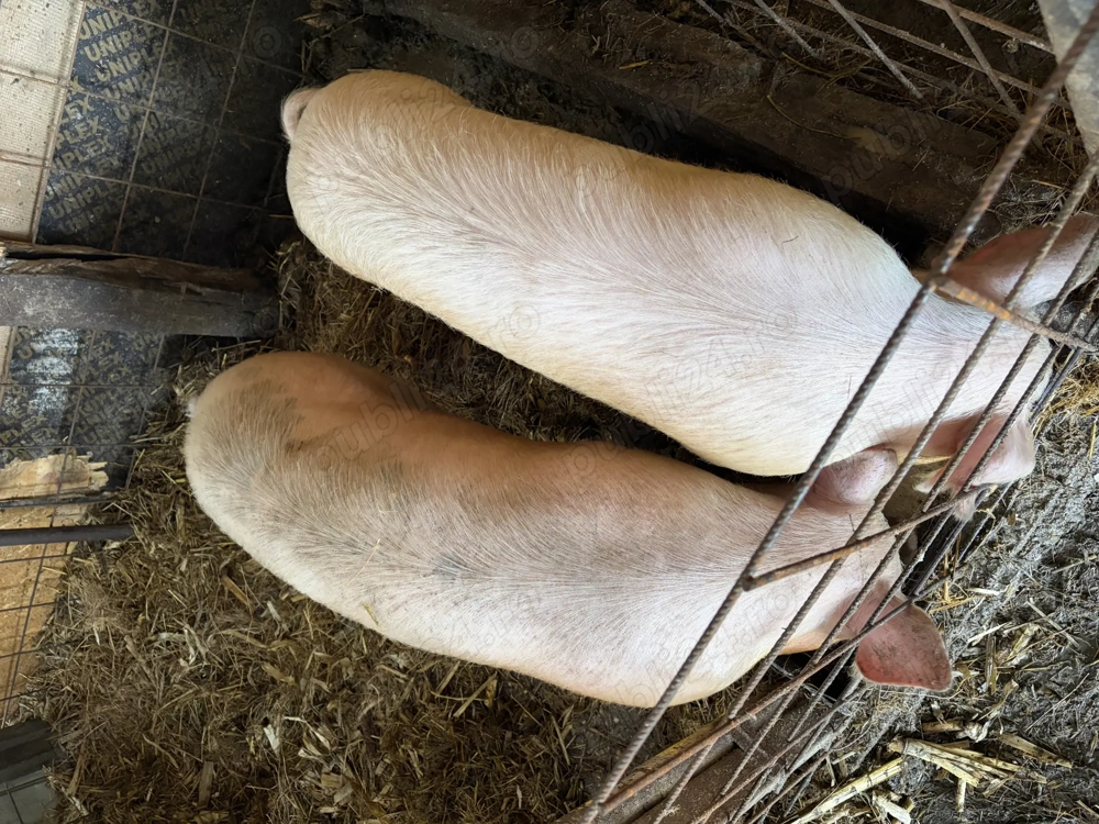 Vand Porci crescuți în gospodărie (2buc)