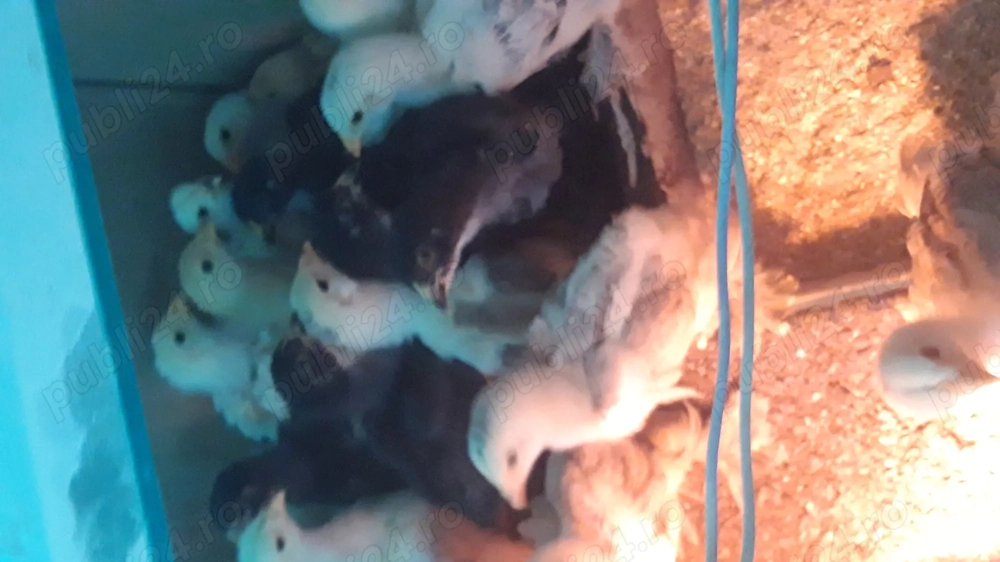 pui brahma de vînzare 