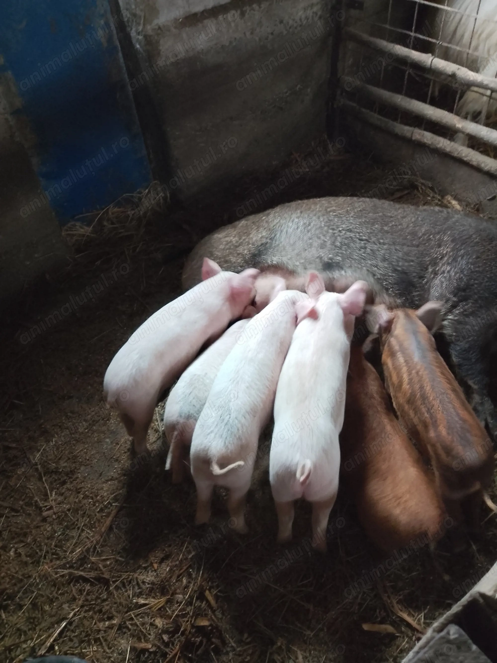 De vânzare purcei metis