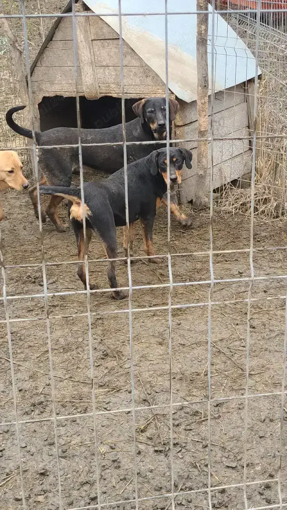 Câini de vânătoare 