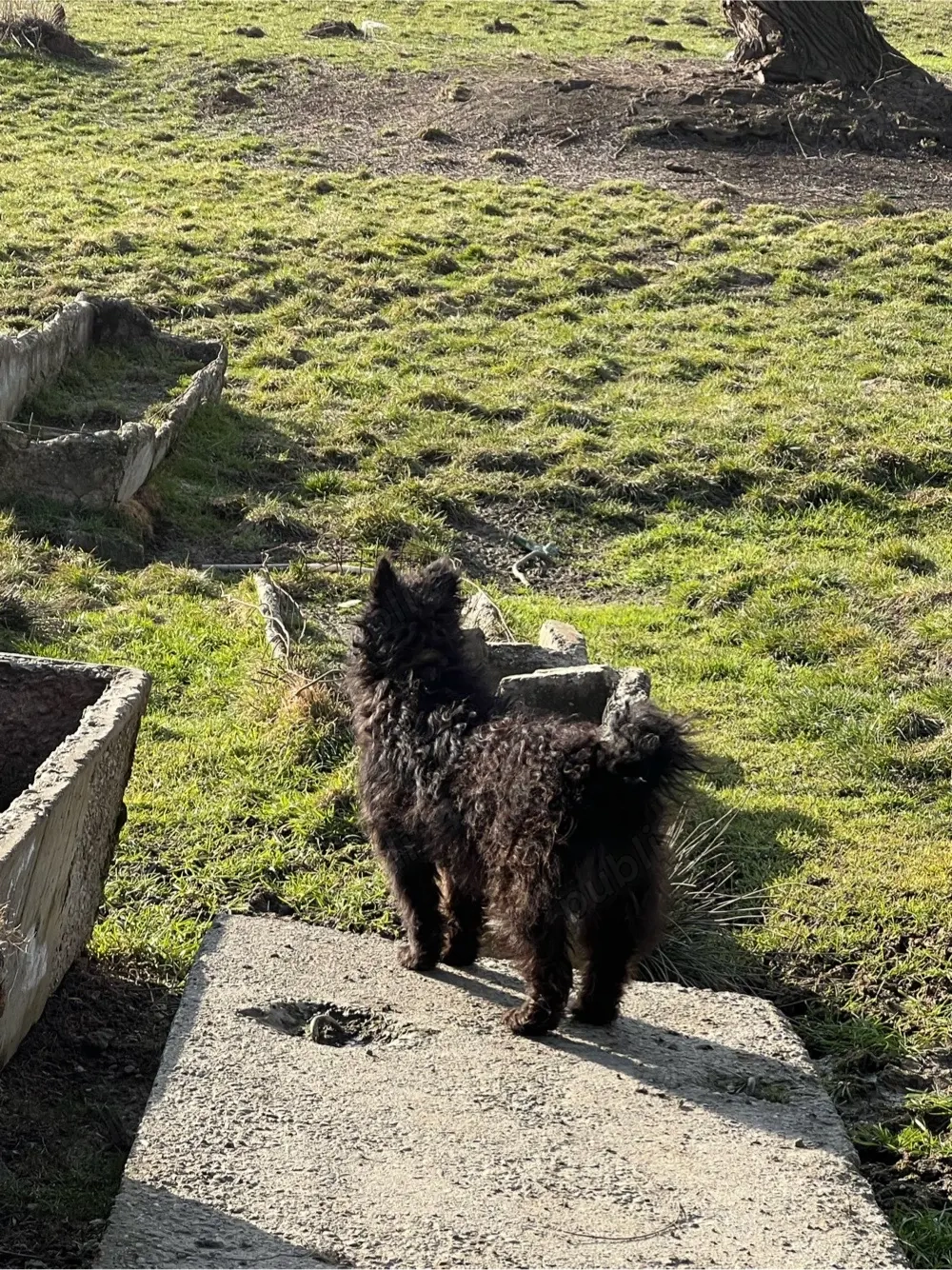 femela de intors garantata 