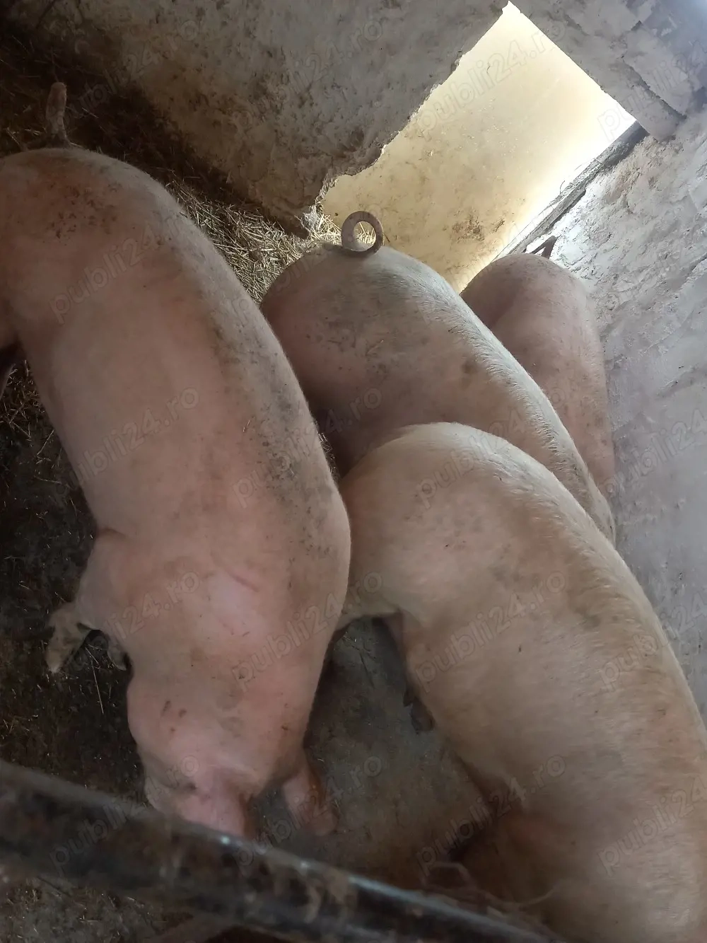 soldani marele alb cu pic