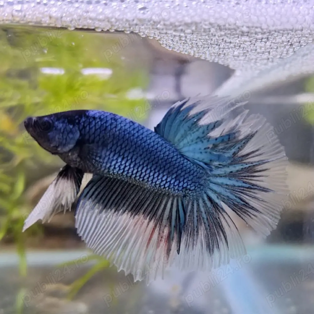 Masculi Betta pesti acvariu superbi