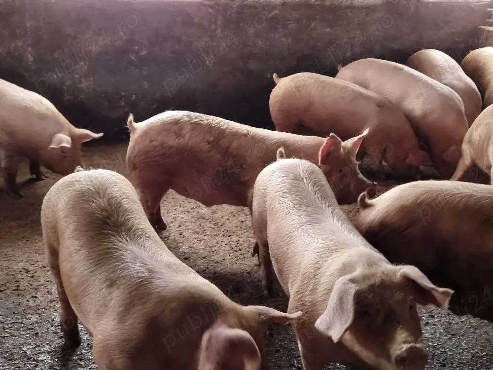 porci de carne 140-180 kg