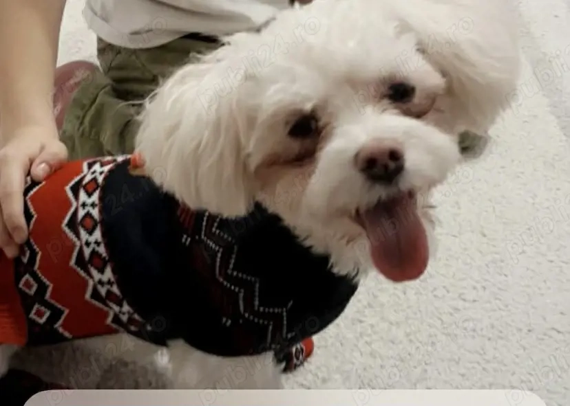 Vand bishon maltez...