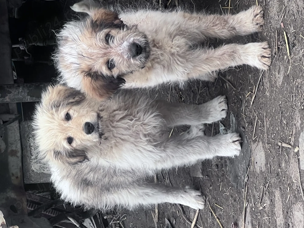 Căței ciobănești mioritici