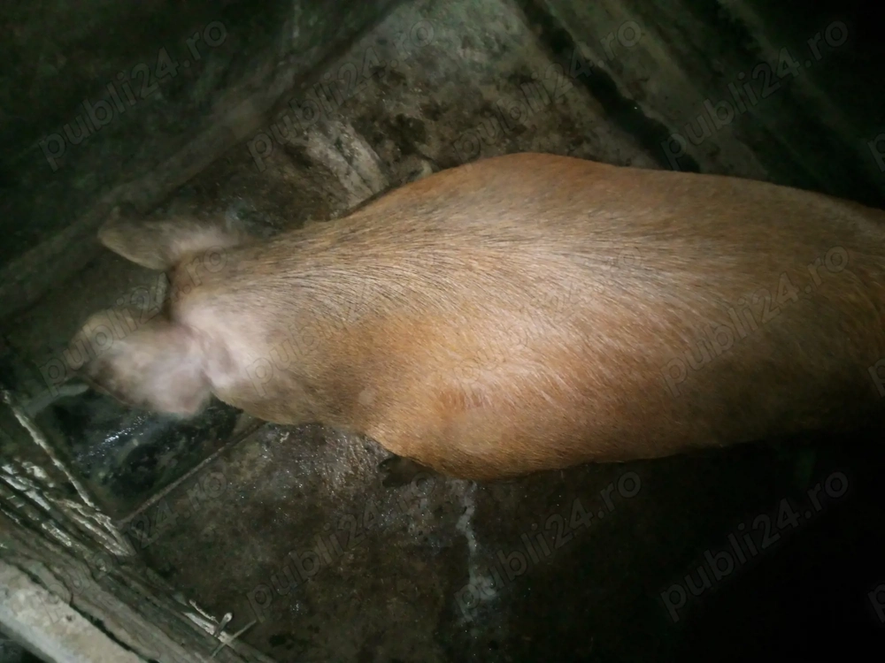 Diroc de vinzare Marghita 