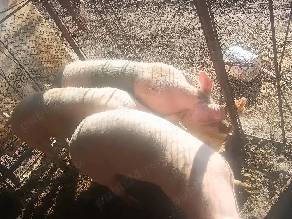 de vînzare trei porci de 100 120 kg 