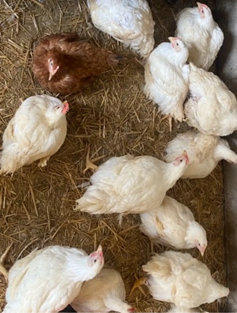 Pui între 1 și 3 saptamani si pui de carne intre 1,5-2,5 kg