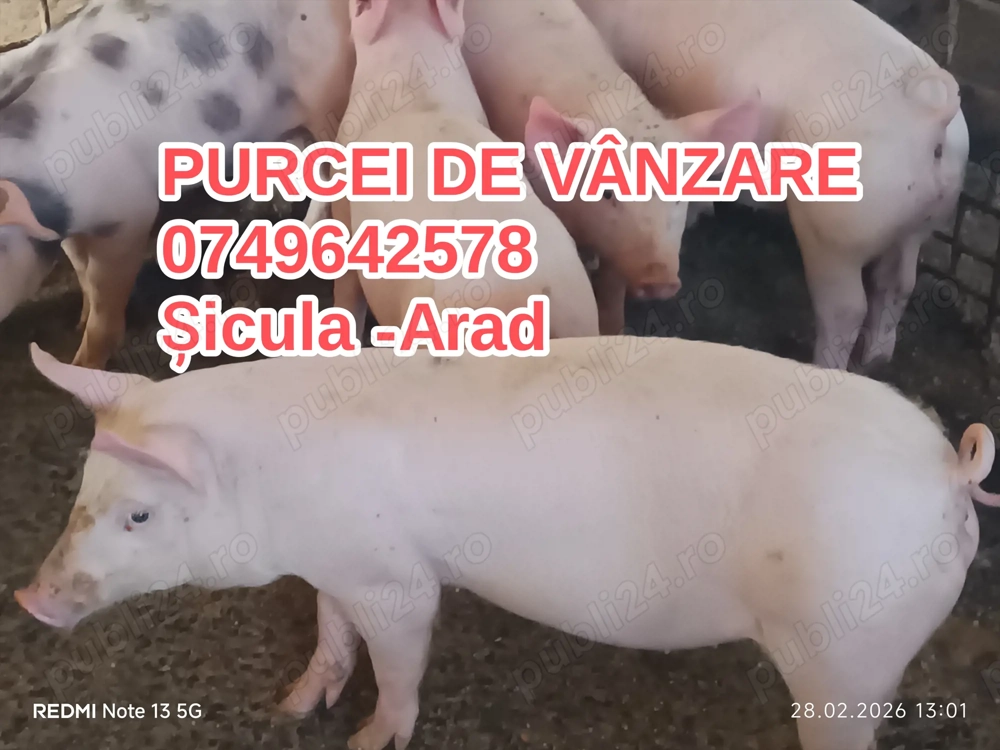 Purcei de vânzare 