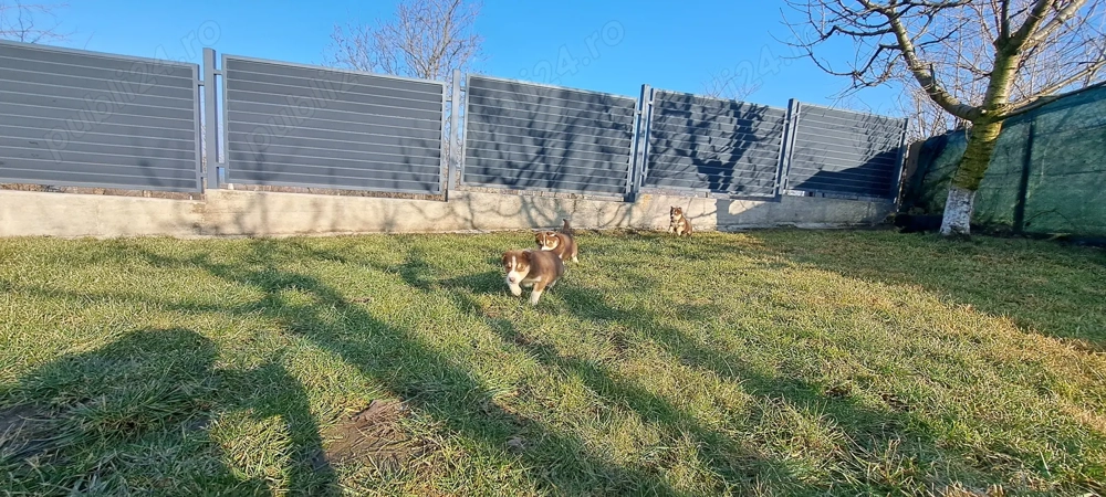 Husky siberian superbi 