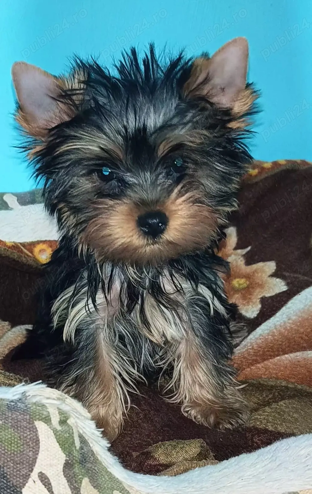 Yorkshire terrier 5 luni mini 