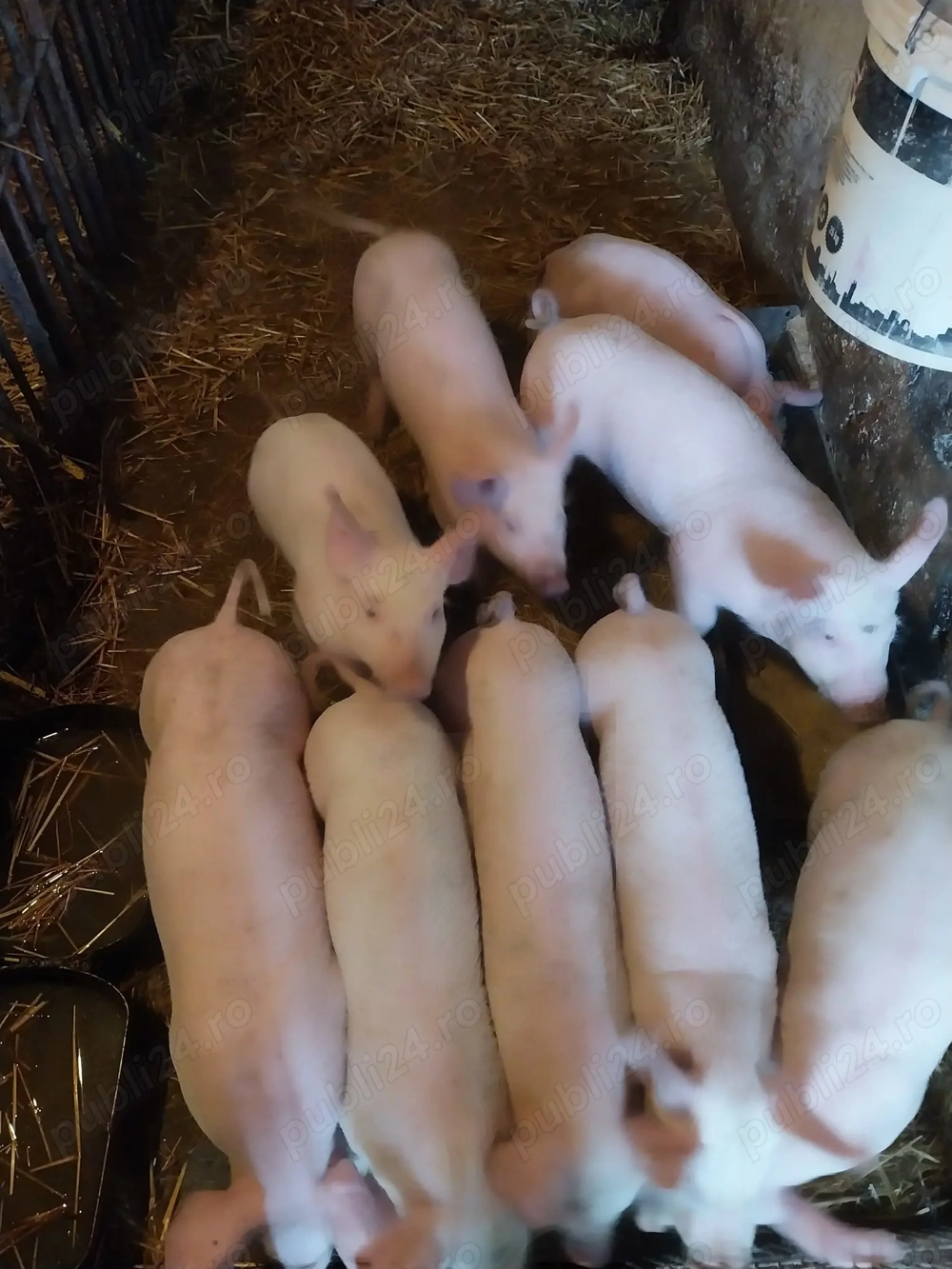 Vand porci și purcei de carne