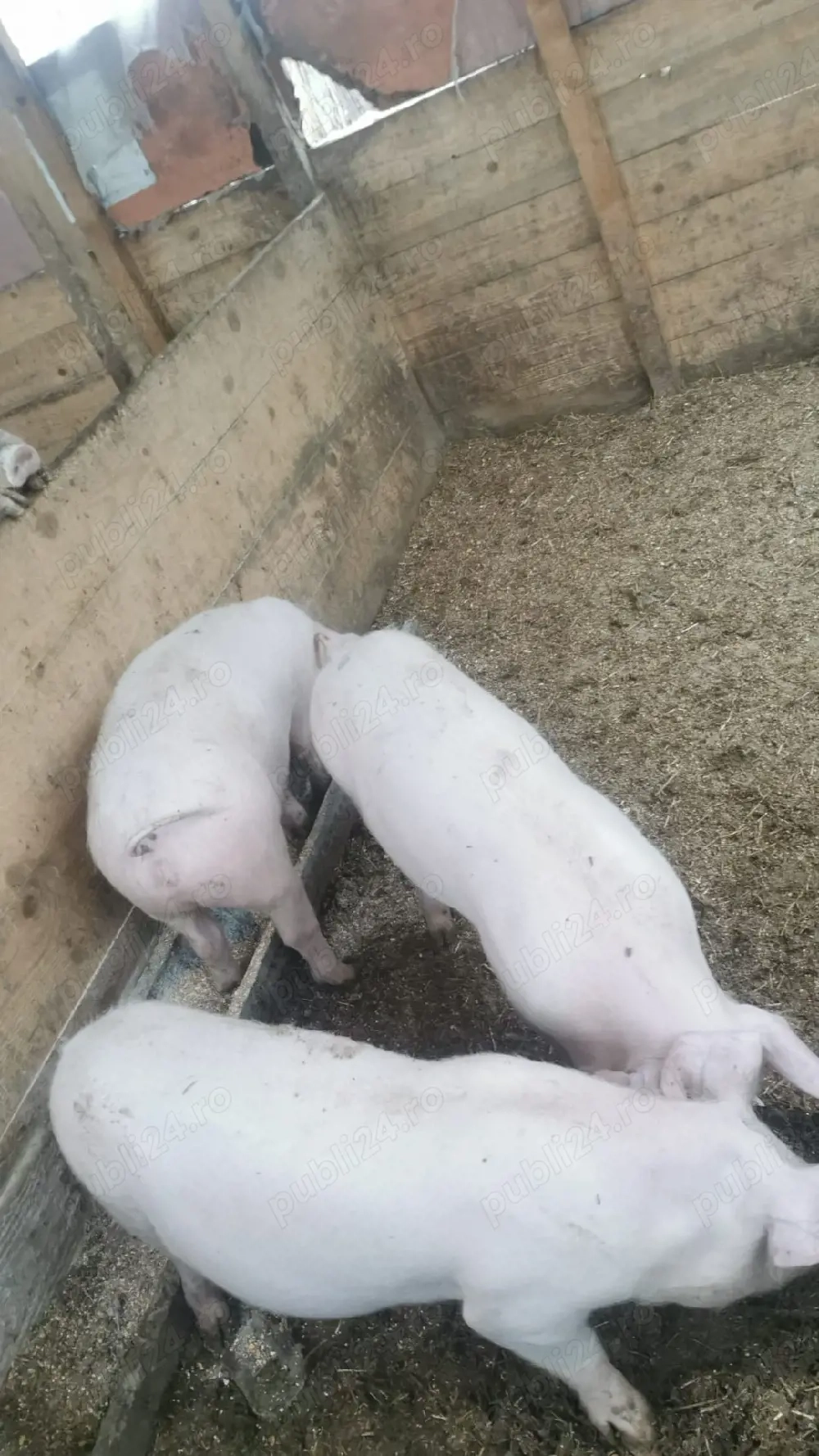 scrofite reproductie 16 mameloane,40 50kg