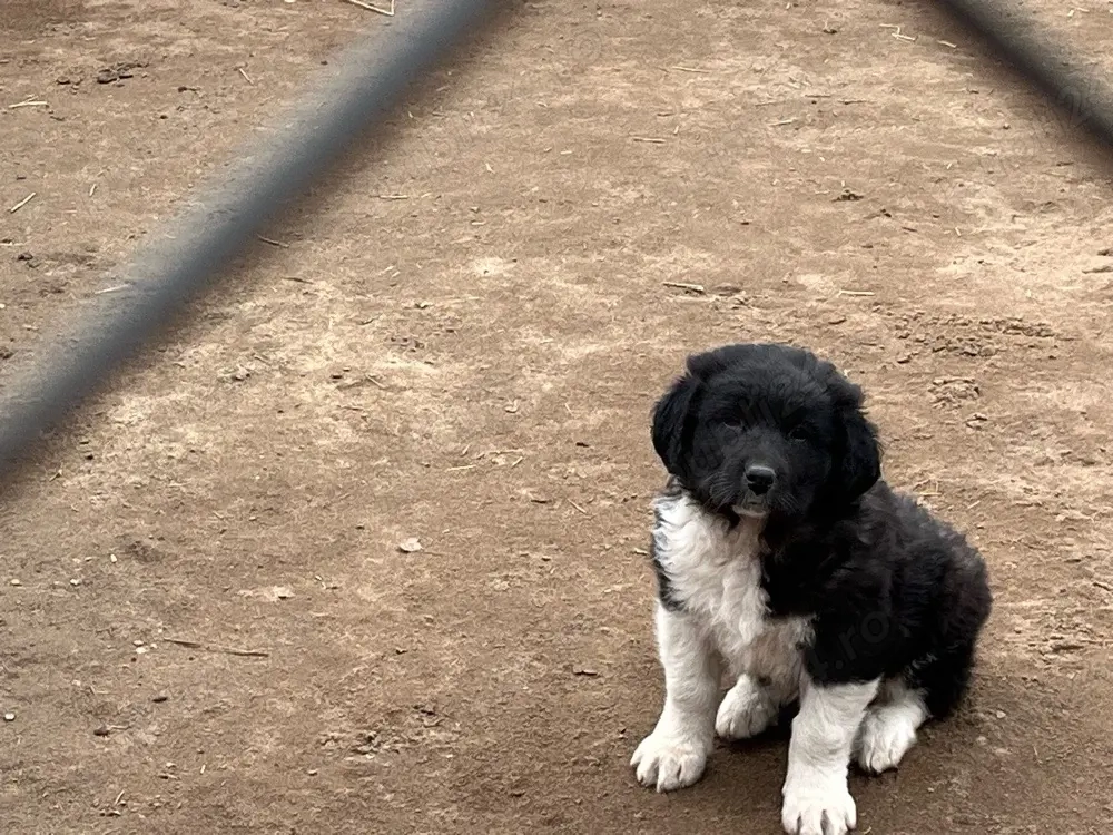 Ciobănesc de Bucovina