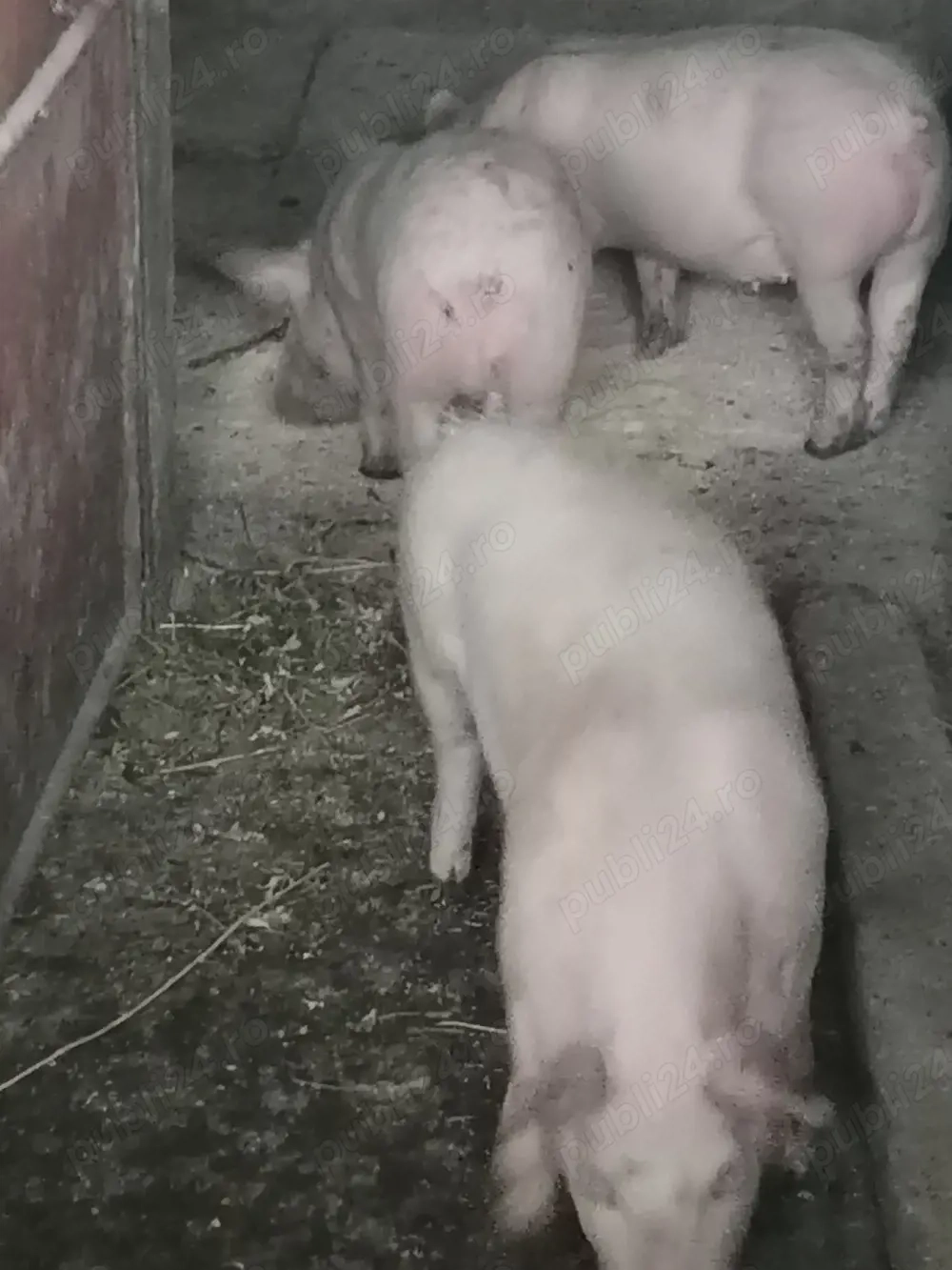 Purcei 12 săptămâni 