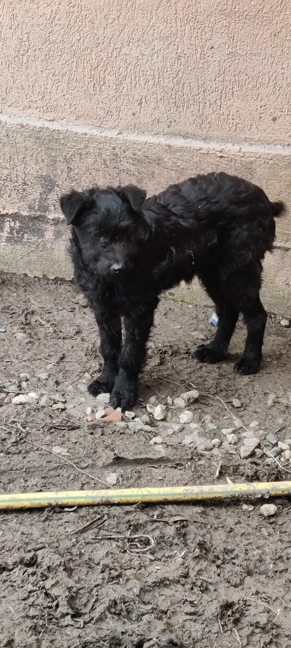 Vând câini de ântors oi