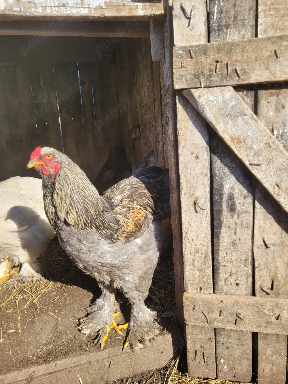 Vând cocoș Brahma albastru