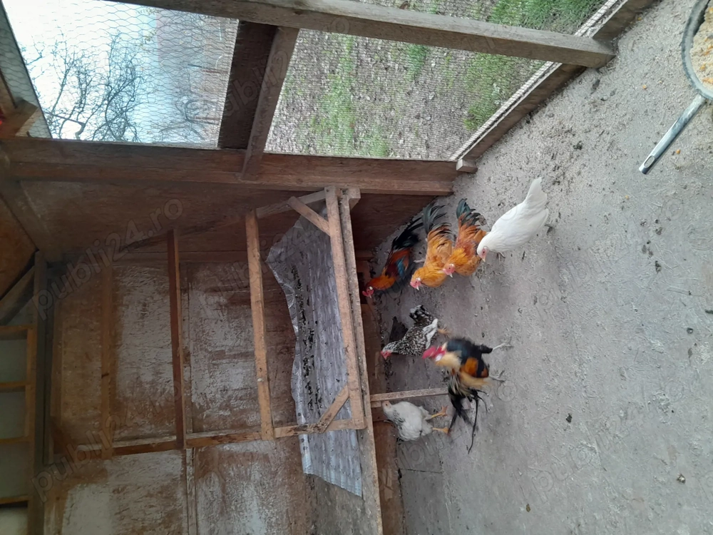 Vând doua găini si doi cocosi Pasărea Phoenix 