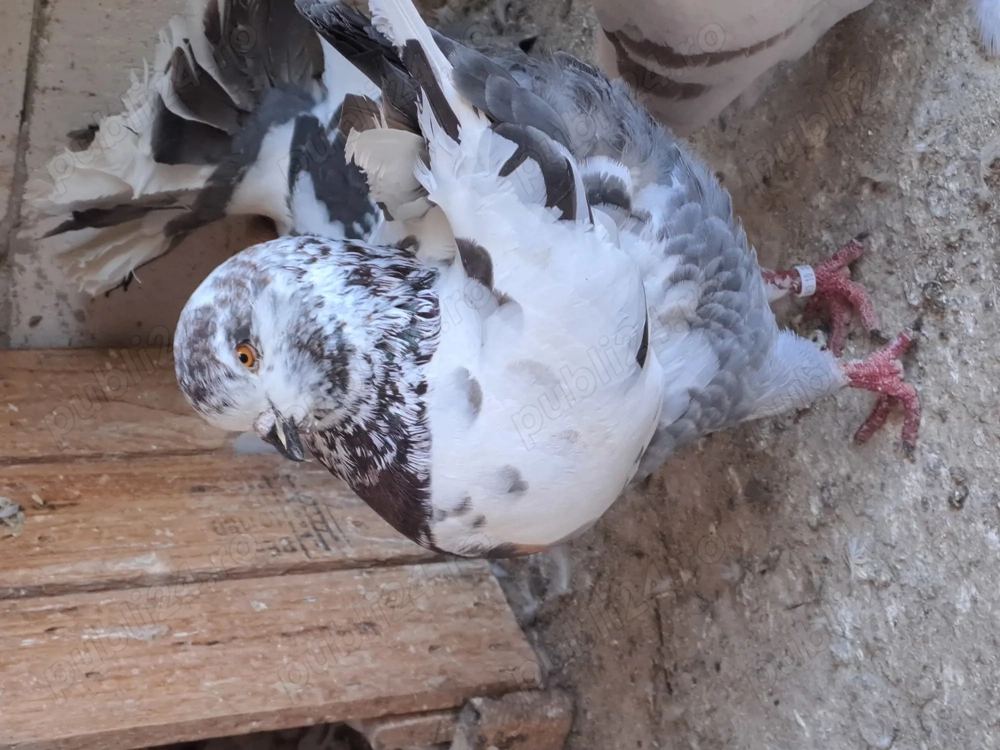 Porumbei King linie noua 