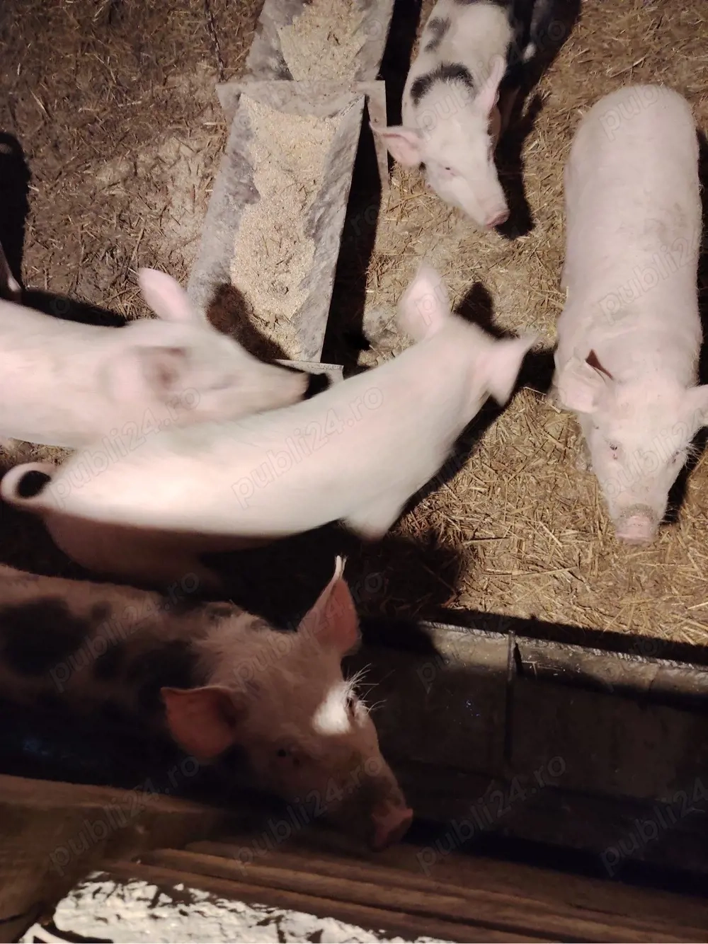 purcei devanzare -rasa de carne 