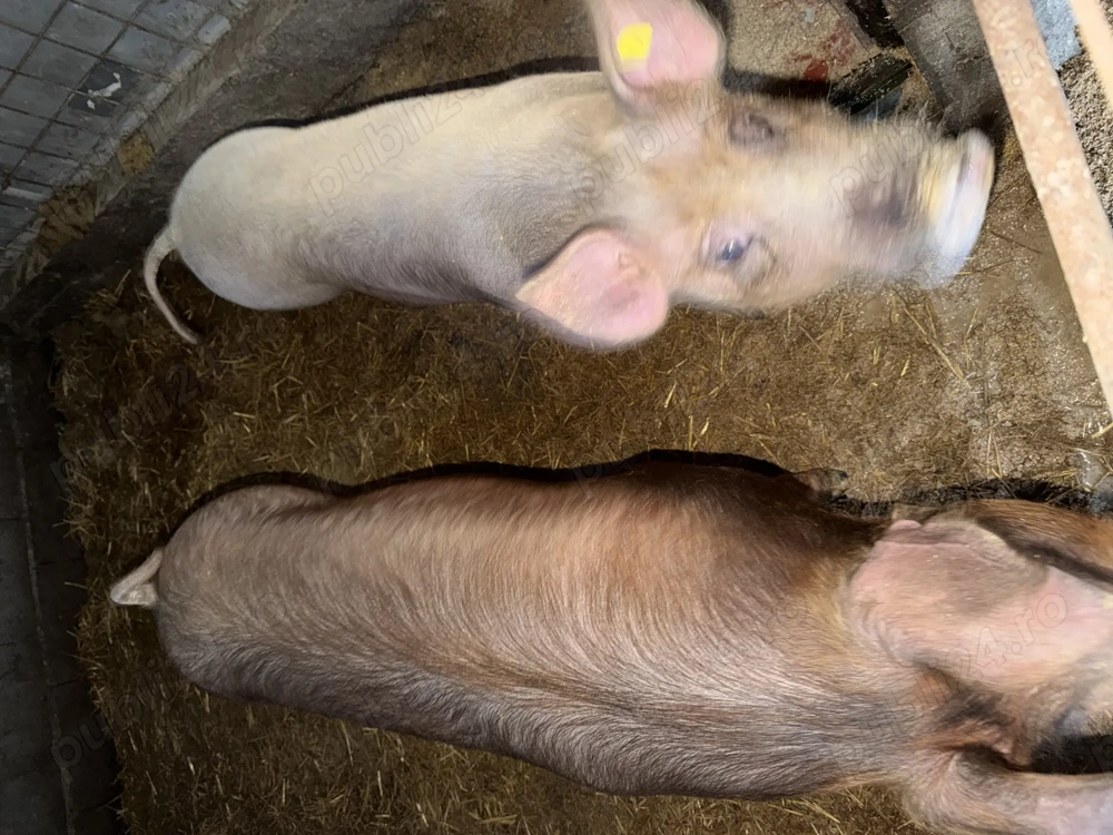 Vând porci rasa Landrace Duroc și Pietrar