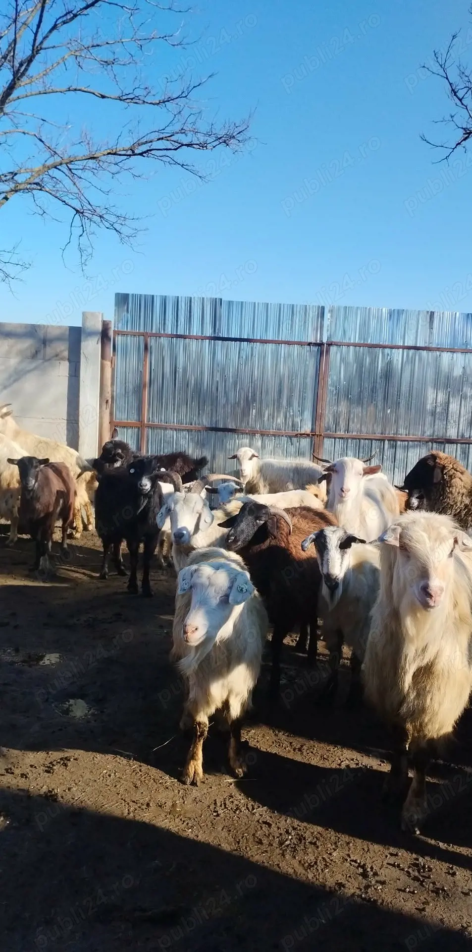 Vand 40 de capre cu iezi,unele au doi,altele trei 