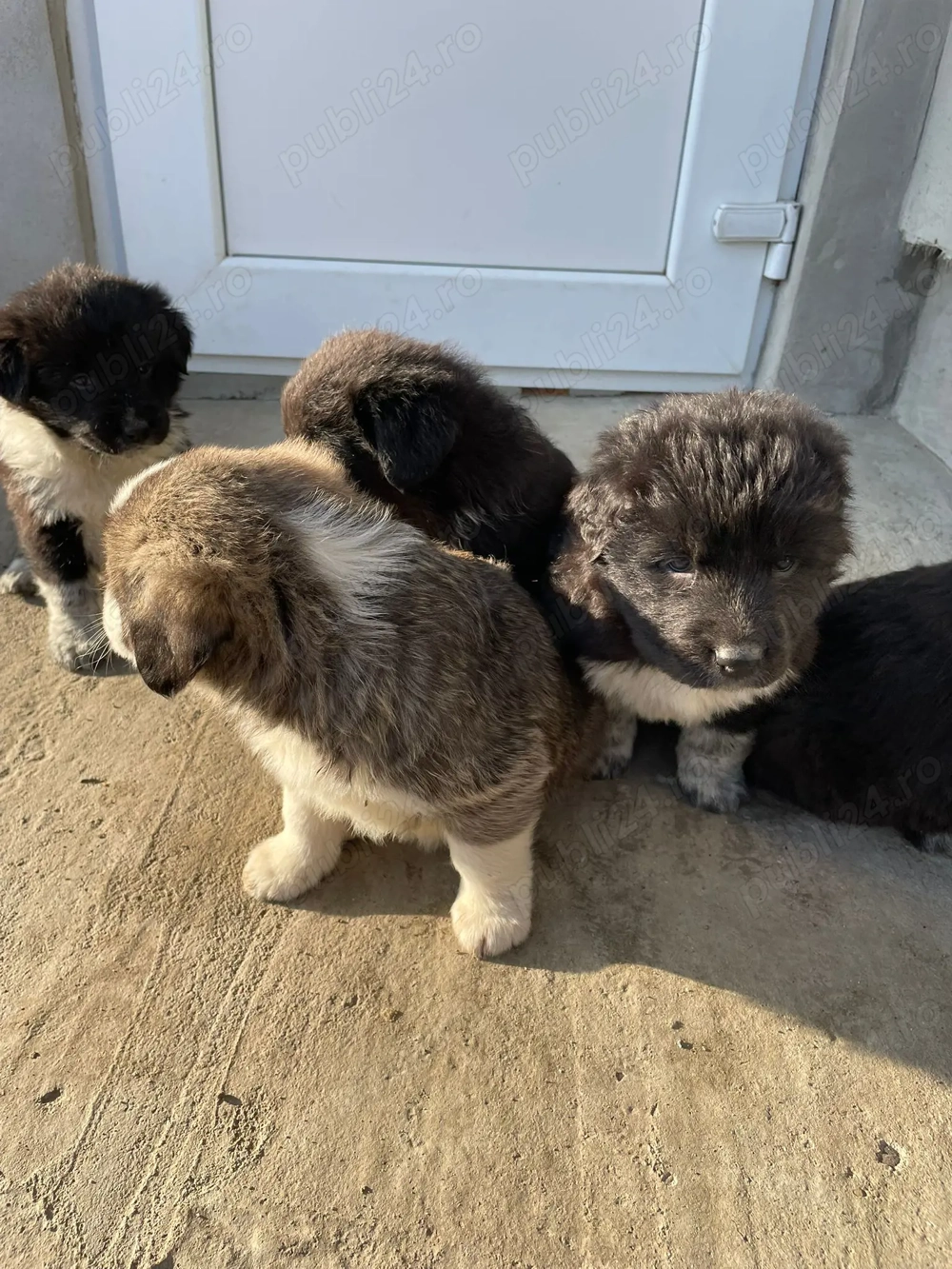 Se dă spre adopție 