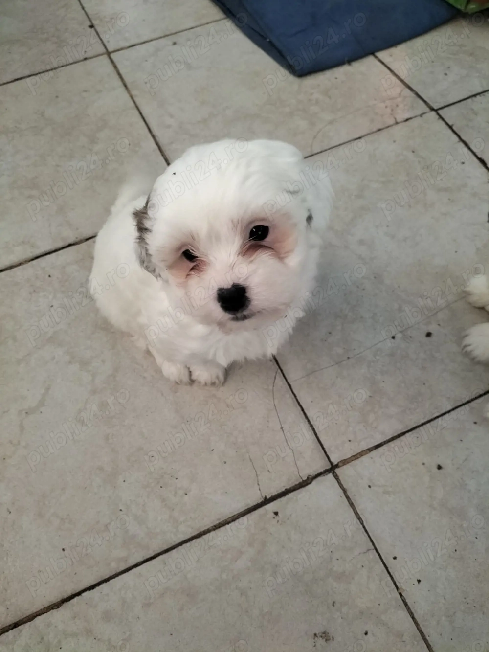 Vând bichoni havanezi 