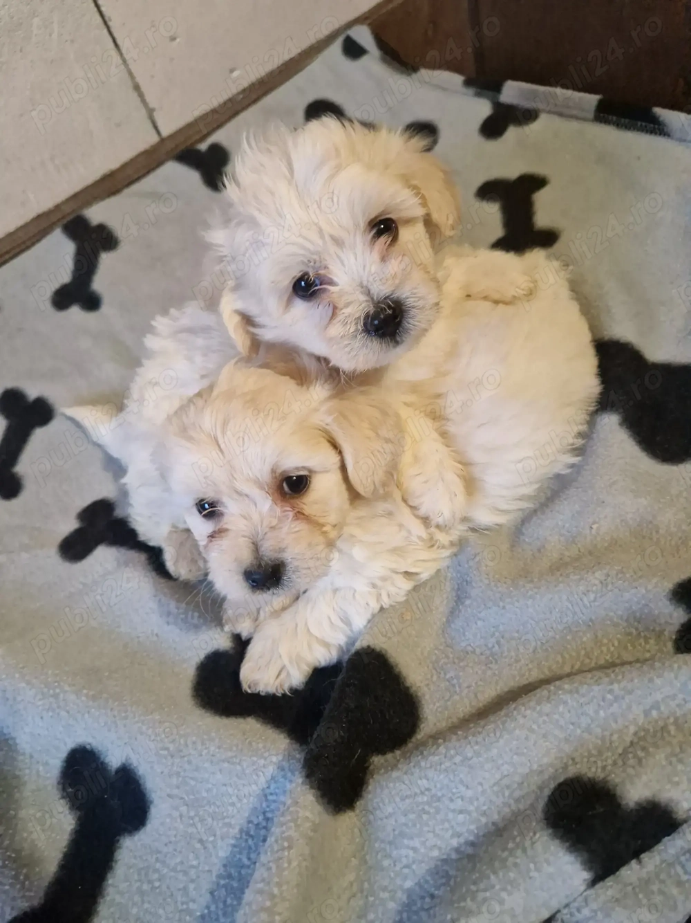 2 băieței Bichon maltez de 6 săptămâni 